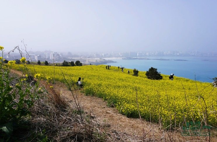 제주 유채꽃명소 함덕 서우봉 실시간 유채꽃과 함덕해수욕장...