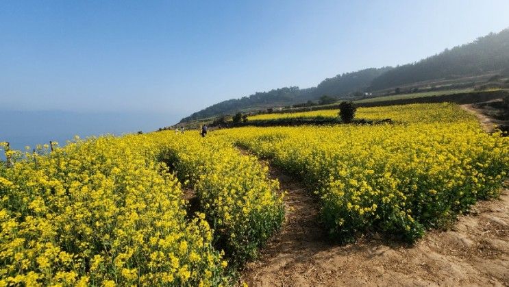 제주일상, 별도봉, 삼양축구장 풋살, 유채꽃 명소 서우봉...