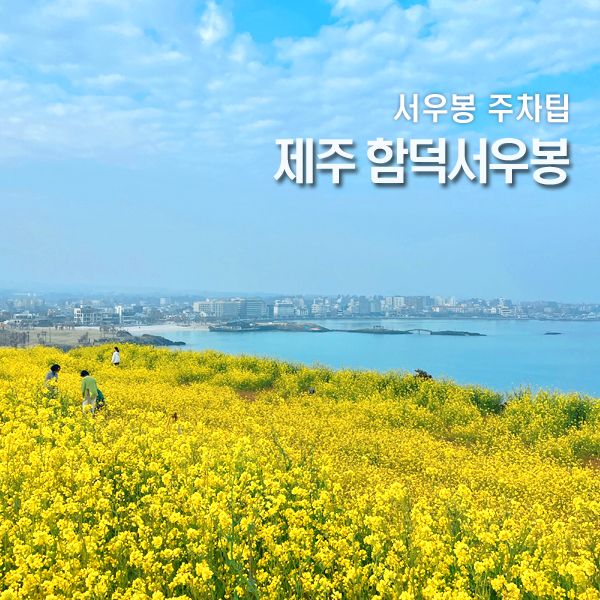 제주 함덕서우봉 주차 팁 유채꽃 가득한 망오름 산책