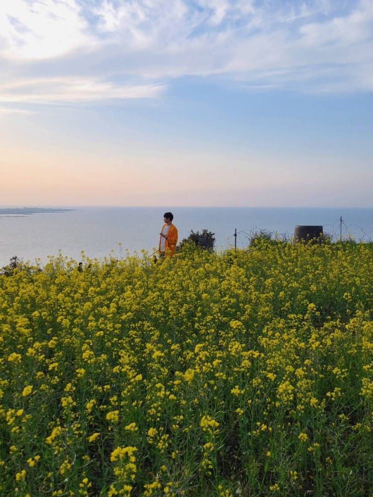 함덕해수욕장 근처 바다와 함께 유채꽃  볼 수 있는 서우봉