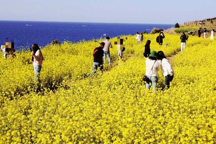 제주도 함덕 서우봉 유채꽃밭 개화시기 무료입장 유채꽃명소...