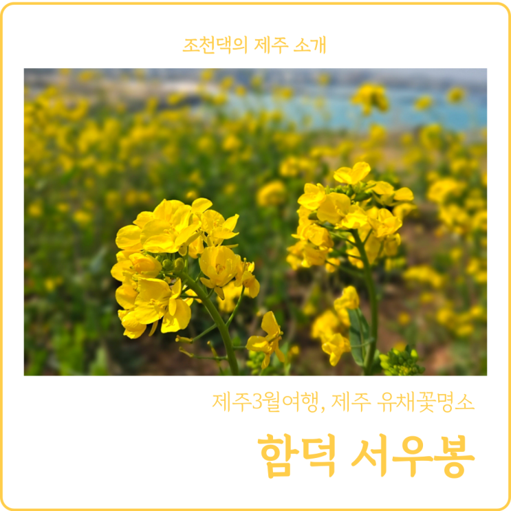 제주3월여행 유채꽃명소 함덕 서우봉