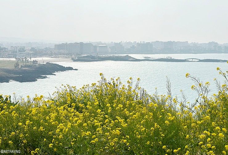 제주도 봄여행 - 제주동쪽 함덕해수욕장 서우봉둘레길 유채꽃밭!