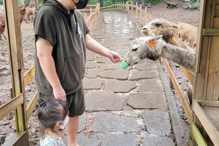 제주 화조원 먹이주기 체험가능, 비오는날은 비추!