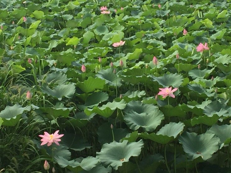 경산시 갑제동/연꽃이 너무 예쁜 갑못명품대추 테마공원 조성...