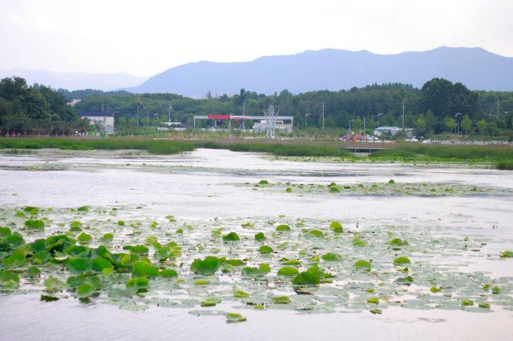 여기는 아이와 산책하기 좋은 경산 명품 대추 테마공원 감못