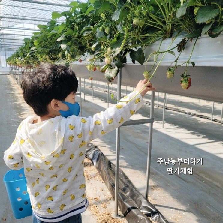 창원 딸기체험 :: 주말나들이는 주남 농부더하기에서 신나게