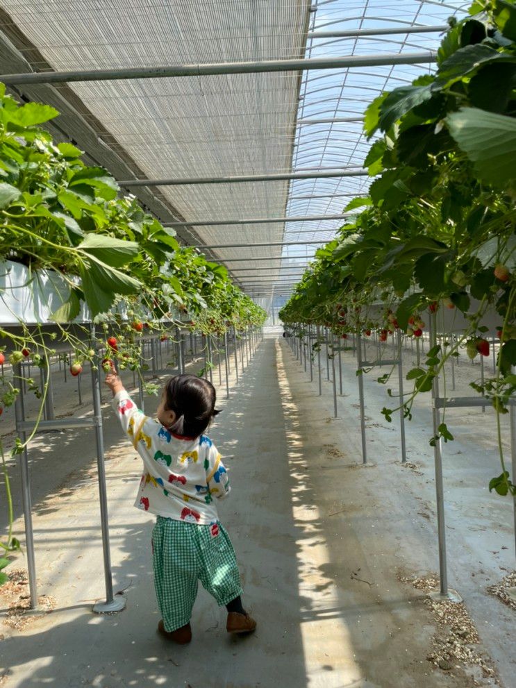 딸기따기체험 ‘창원 주남농부 더하기’