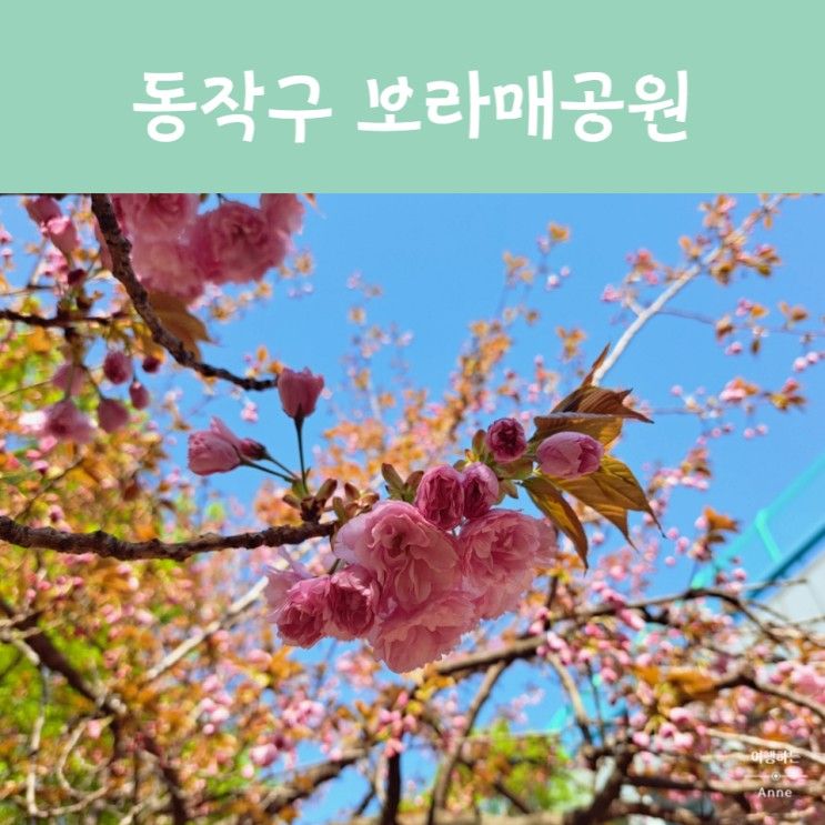 보라매공원 겹벚꽃 개화 상황(23.04.08) 주차 정보... 