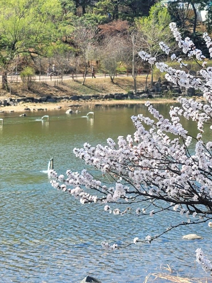 보라매공원 벚꽃, 앵도나무 근황 (3월 26일)