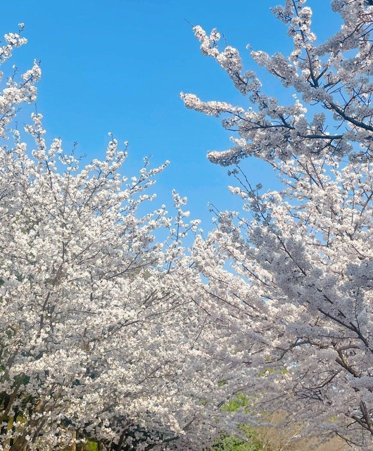 [보라매공원] 벚꽃나무길 산책코스 추천