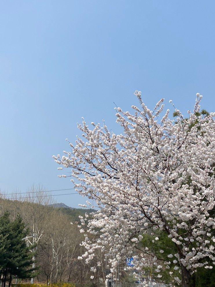 서울 벚꽃구경 신림 보라매공원 나들이