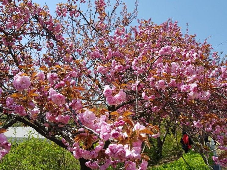 서울 벚꽃개화시기 명소 갈곳 보라매공원에서 꽃구경