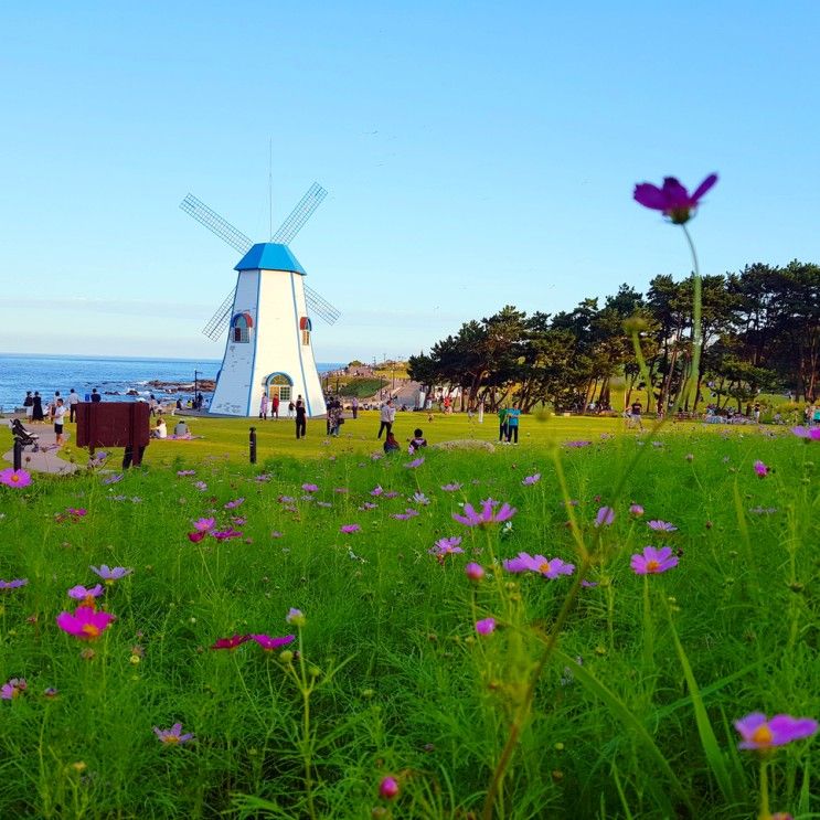 부산 드라이브 코스 간절곶 코스모스 한들산들♪