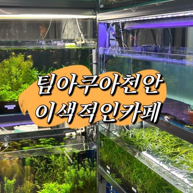 천안팀아쿠아 아이와함께한수족관데이트/팀아쿠아천안...