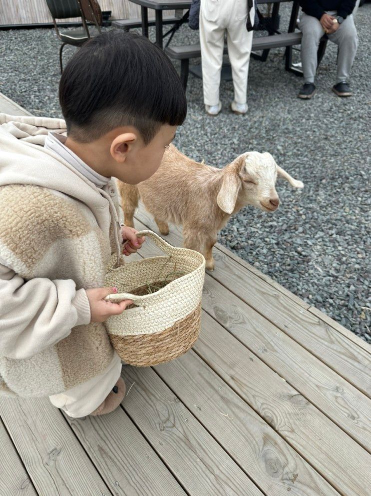 경북 청도 : 아기염소 카페 ‘고트힐’