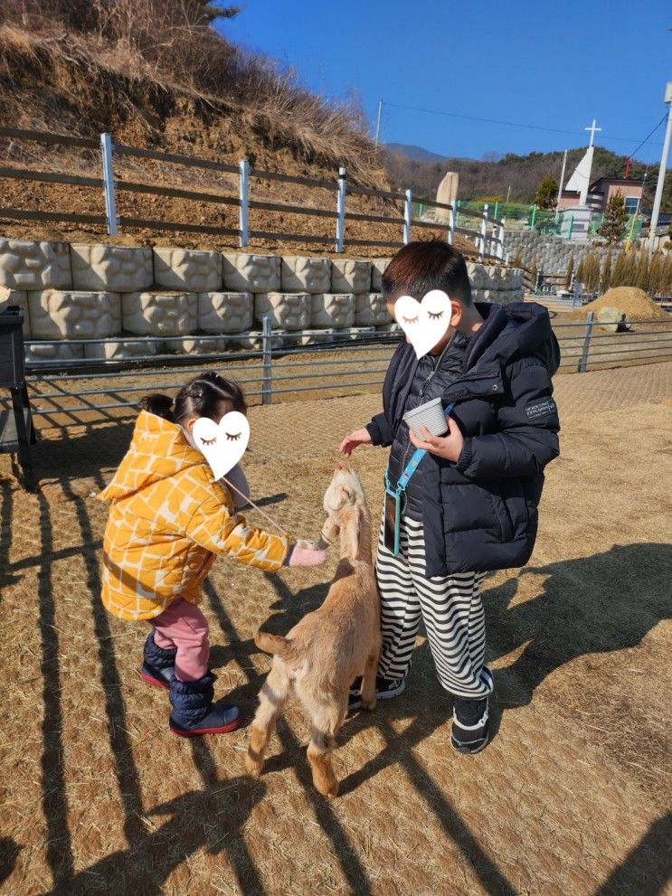 아기염소먹이주기 체험이 가능한 이색카페 고트힐