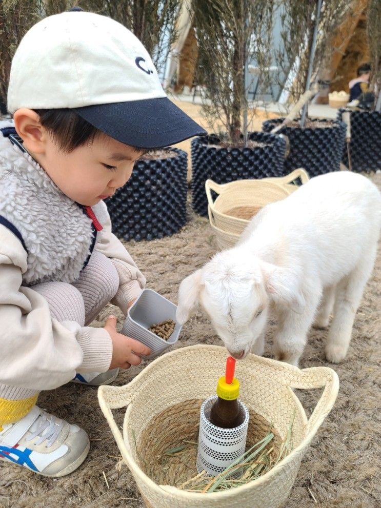 [청도] 대구근교 아기염소가 있는 카페 고트힐