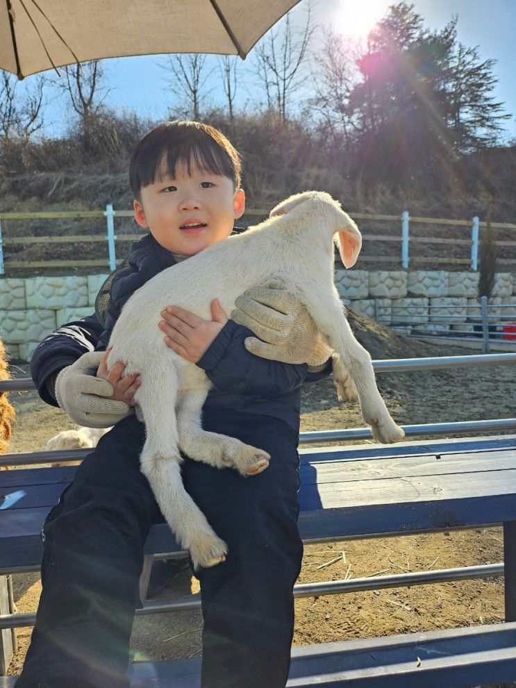 청도 고트힐 : 아기 염소 체험 카페