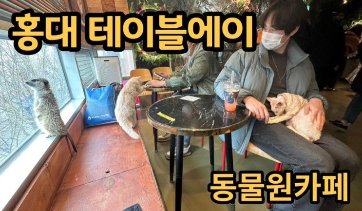 서울 마포 테이블에이 동물원 :: 홍대 고양이 카페 추천!