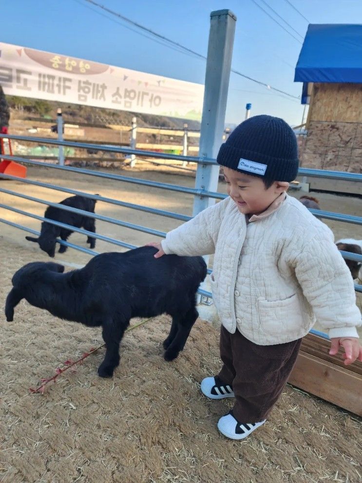 청도 염소 체험 카페 고트힐 아이와 가볼만한곳 체험료 및...