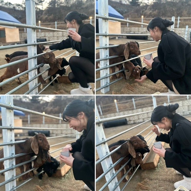 청도고트힐  아기염소체험카페 가보세요. 청도 이색 데이트로...