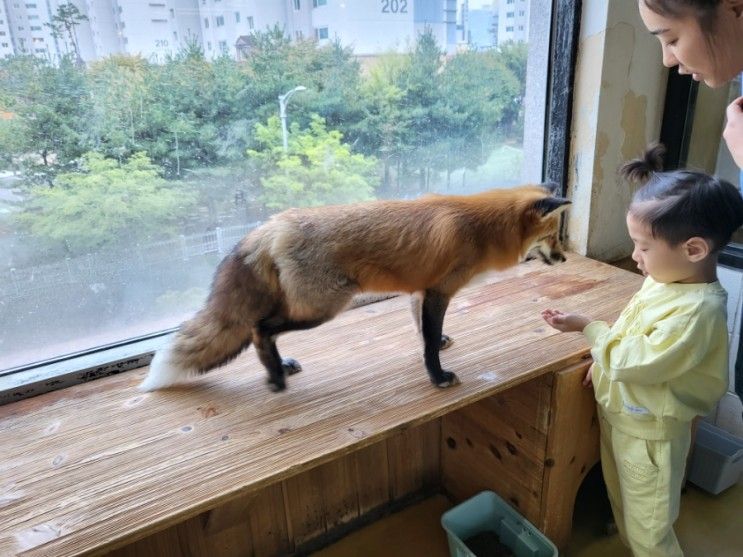 [인천/송도] 동물 좋아하는... 여우 먹이주기 체험 : 마리앤쥬