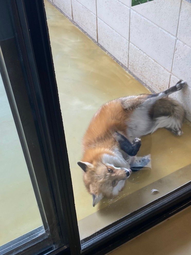 [송도, 인천] 여우, 패럿, 미어캣이 있는 동물카페 "마리앤쥬" 후기