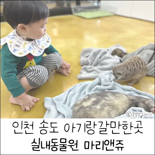 인천 송도 아기랑갈만한곳 실내동물원 마리앤쥬 다녀온 후기!