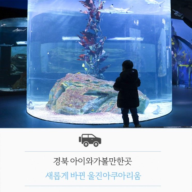 경북 아이와가볼만한곳 새롭게 바뀐 울진아쿠아리움