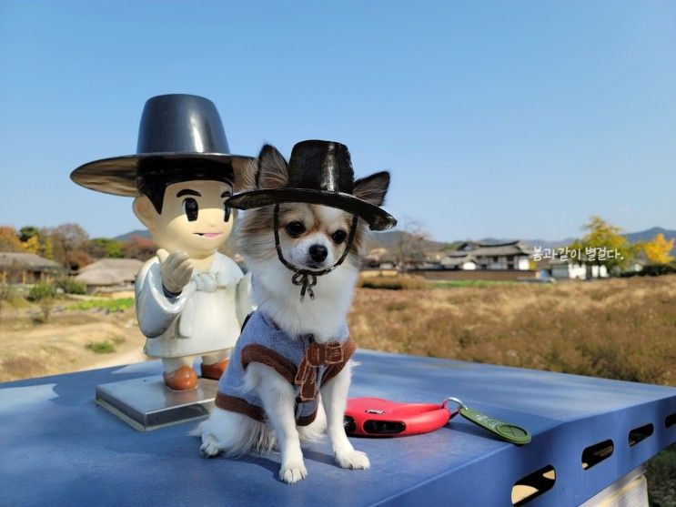 반려견과 산책하듯 여행할 수 있는 안동하회마을(안동 애견...