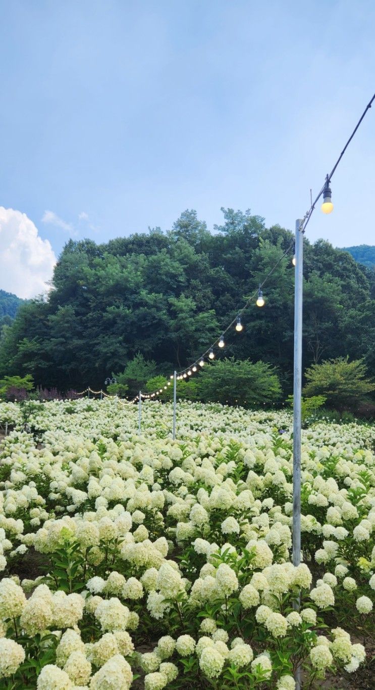 만개한 '수국' 보러 다시 청주 여행(봉용불고기, 프레이밍...