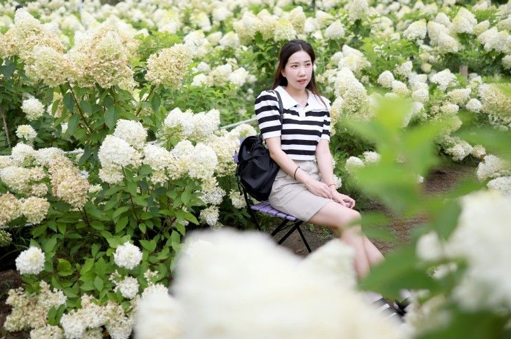 청주 가볼만한곳 카페 프레이밍 수국축제