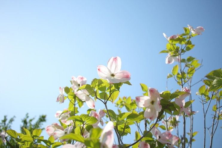 [EOS M] 서울 식물원 옆 서울 보타닉 파크에서 5월의 꽃구경을... 