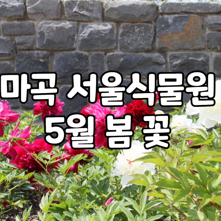 5월 마곡 서울식물원 봄 꽃 수국 수련 카페 가볼만한곳