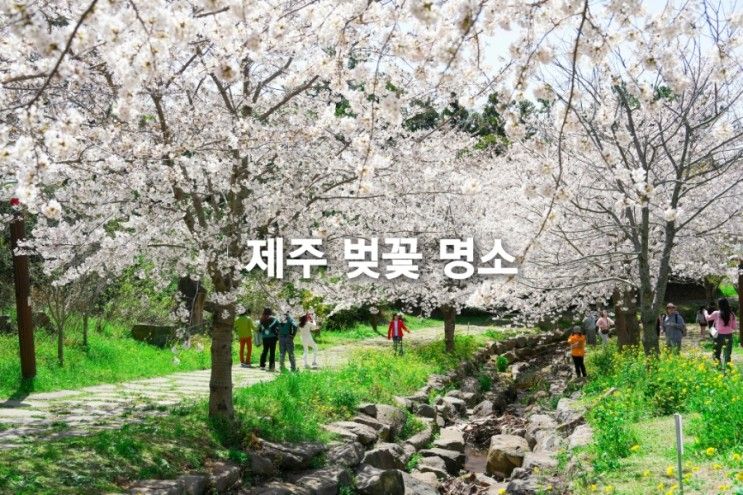 제주도 벚꽃 구경 명소 제주 삼성혈 예래생태공원 애월고등학교