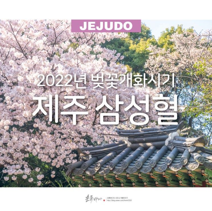 2022 벚꽃 개화시기 벚꽃여행 제주 삼성혈