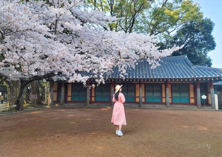 제주도 벚꽃 명소 추천 제주 삼성혈 신산공원 전농로 벚꽃축제