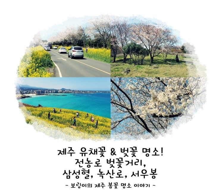 제주 유채꽃 & 벚꽃 명소! 전농로 벚꽃거리, 삼성혈, 녹산로...