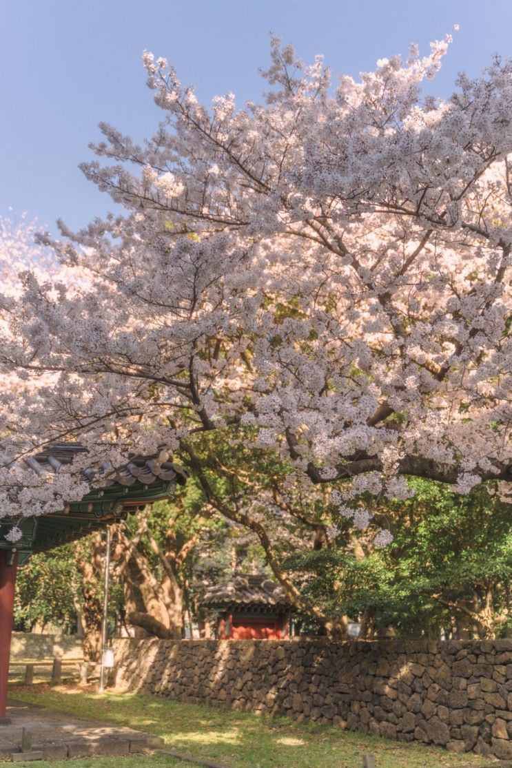 전국 벚꽃 명소 추천 (제주 삼성혈 / 경주 대릉원 / 부산...