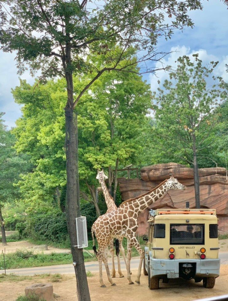 용인 아이와 꼭 한번 가봐야하는 에버랜드 로스트밸리 사파리... 