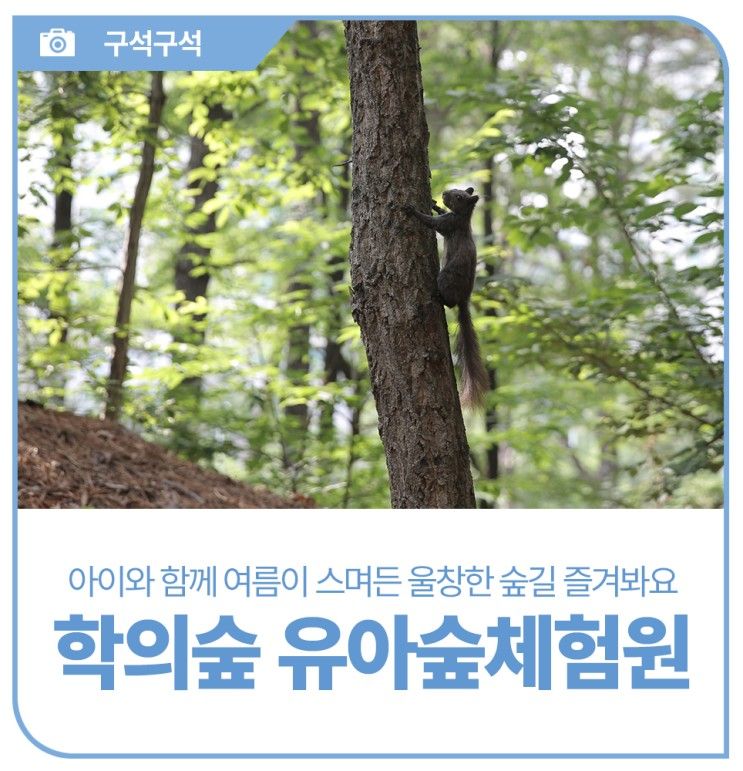 가볼만한곳, 여름이 스며든 울창한 숲길, 학의숲 유아숲체험원