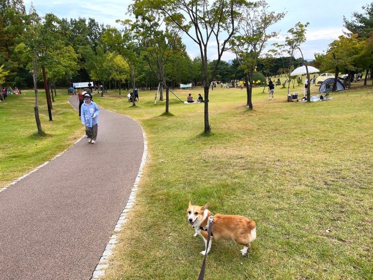 [대전] 은구비 공원 - 강아지와 피크닉 하기 좋은 넓은 잔디밭