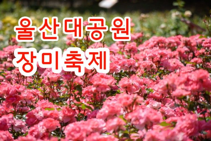 울산대공원 장미축제 가수 행사일정 - 울산가볼만한곳 장미원