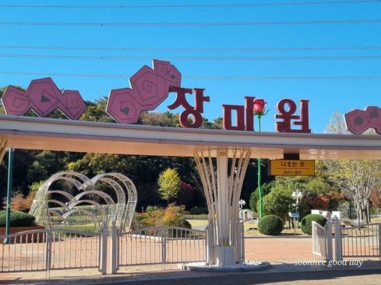 770.[울산여행] 울산대공원 장미원에서 초겨울에 보는 장미꽃