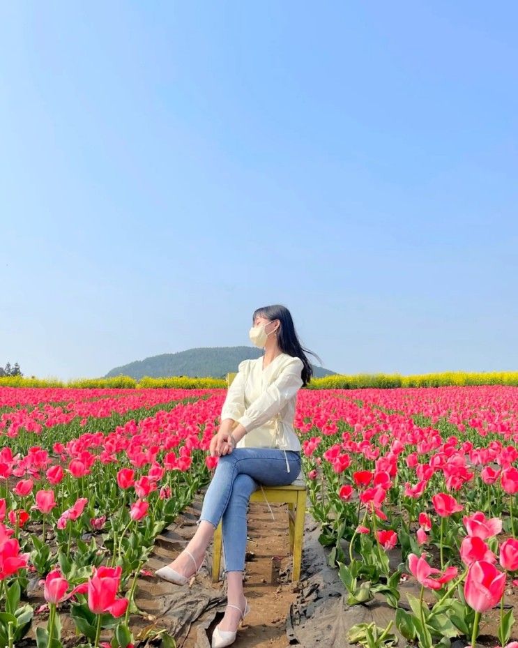 [보롬왓] 제주도 여행 4월 초 튤립  유채꽃 사진 스팟