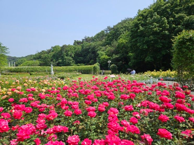 울산대공원 장미원 방문기