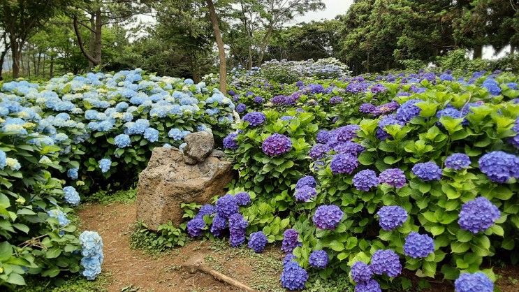 6월의 제주도 보롬왓 : 농업연수 1일차