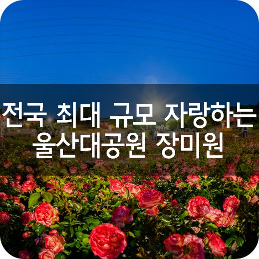 전국 최대 규모를 자랑하는 울산대공원 장미원