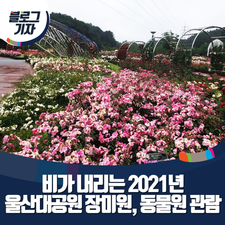 [블로그 기자] 비가 내리는 2021년 울산대공원 장미원, 동물원...